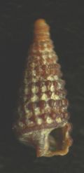 Dizoniopsis concatenata
